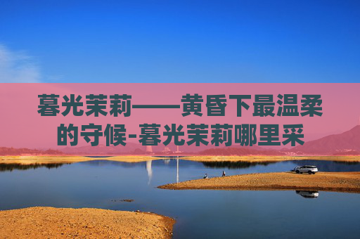 暮光茉莉——黄昏下最温柔的守候-暮光茉莉哪里采