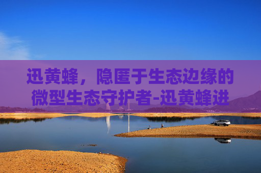 迅黄蜂，隐匿于生态边缘的微型生态守护者-迅黄蜂进化