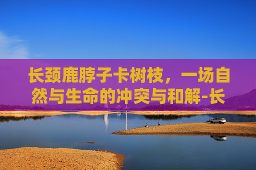 长颈鹿脖子卡树枝，一场自然与生命的冲突与和解-长颈鹿脖子长够树梢不费力片片叶子吃嘴里